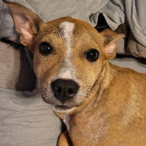 A close-up of a small, brown dog with large eyes and a white stripe on its face, resting on a blanket.
