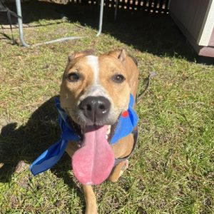 A happy dog with a blue bandana stands on grass, tongue out, looking directly at the camera.