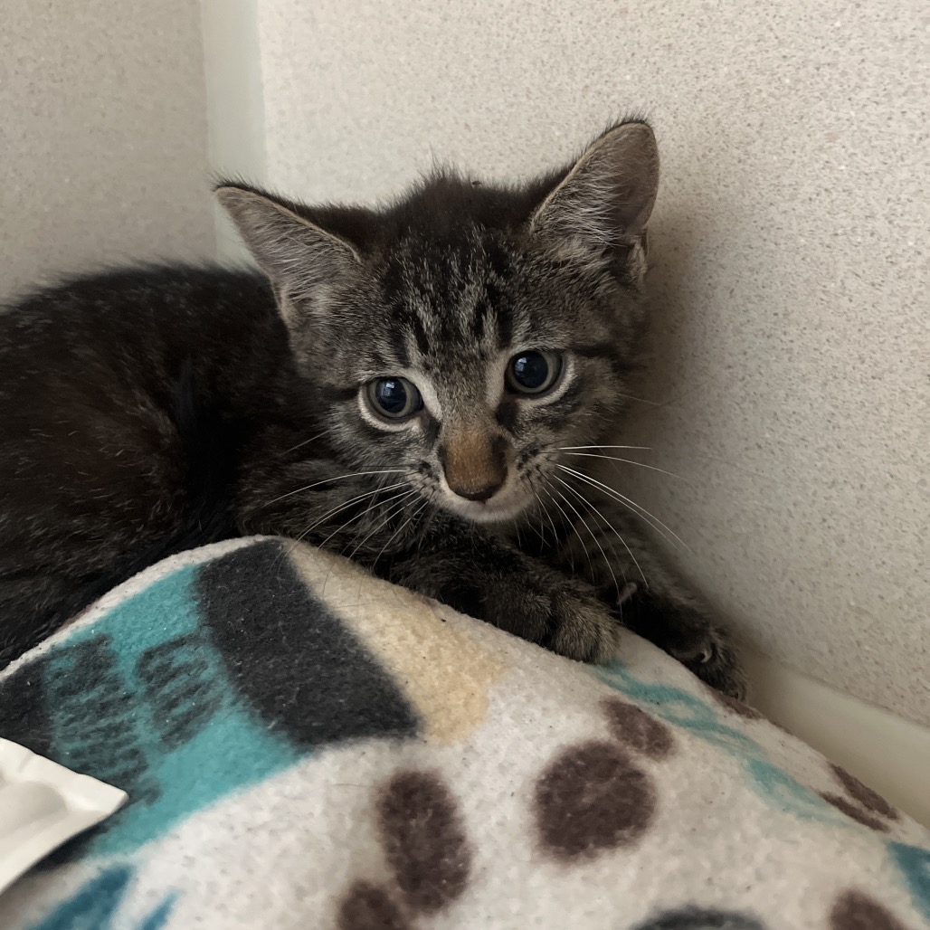 A small tabby kitten rests on a colorful blanket, looking curiously at the camera.