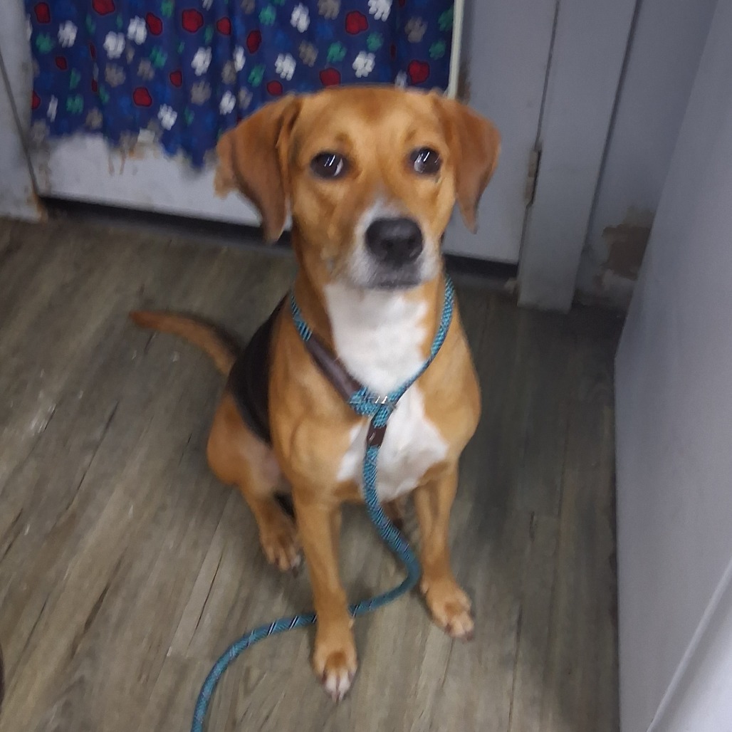 A brown and black dog sits on a wooden floor, wearing a blue leash, in front of a patterned curtain.