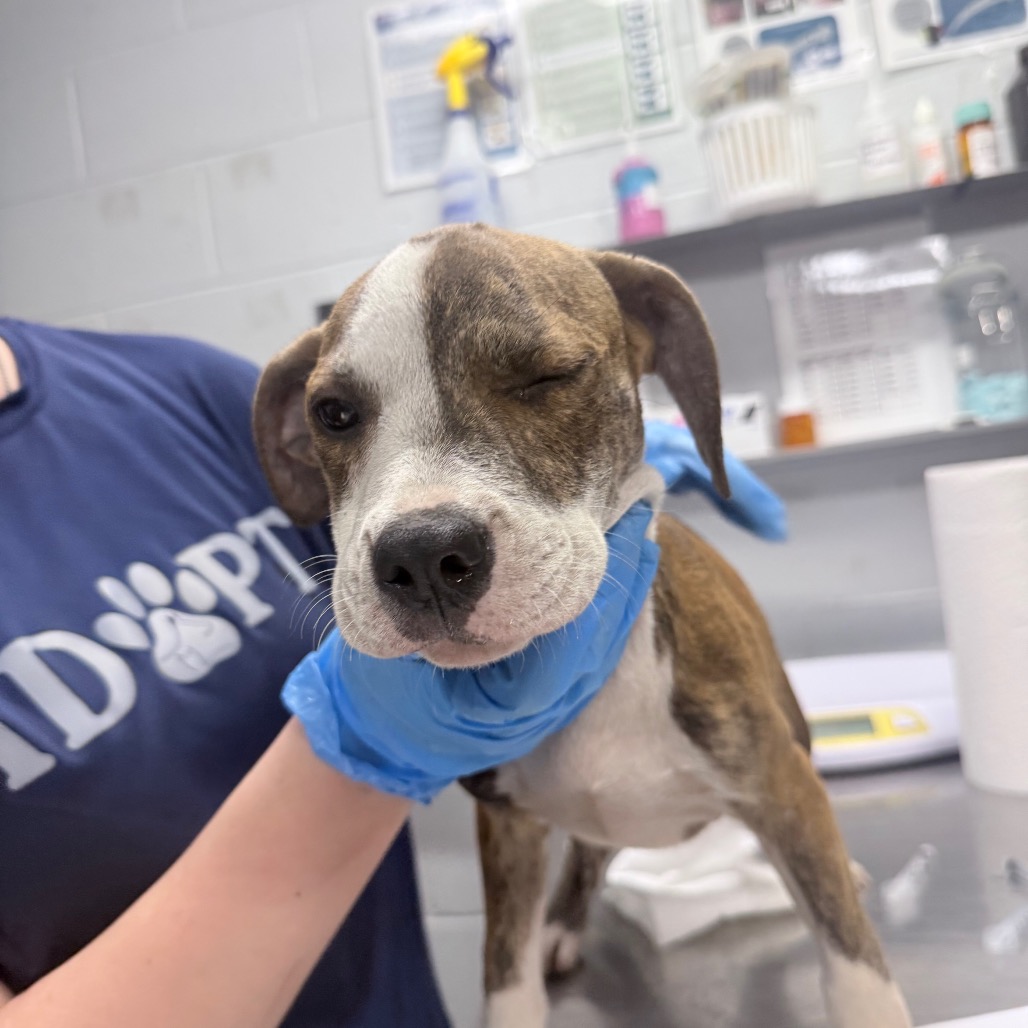 A person in blue gloves gently holds a winking dog in a veterinary setting.