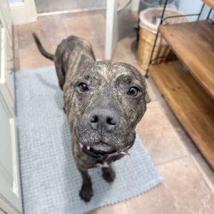 A brindle dog stands on a blue mat, looking up with a curious expression in a home setting.