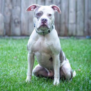 A muscular dog with a gray and white coat sits on green grass, looking directly at the camera.