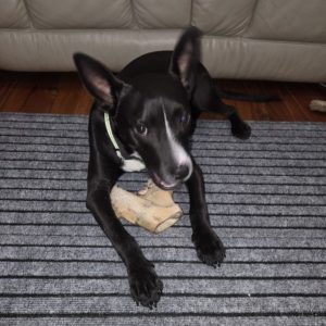 A black dog chews on a bone while lying on a striped rug. A couch is visible in the background.
