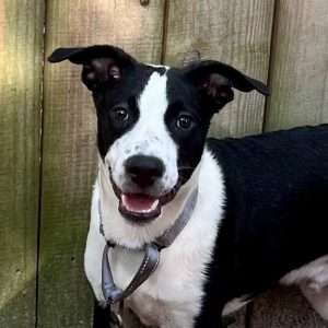 A black and white dog with a happy expression stands against a wooden fence.