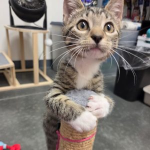 A curious tabby kitten clings to a scratching post, looking up with wide eyes.