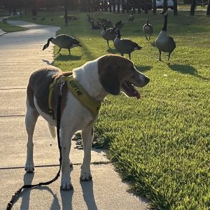 A dog in a harness stands on a sidewalk, watching geese in the grass nearby.