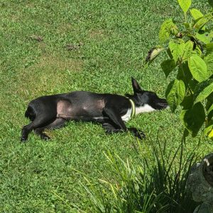 A black dog lies on green grass, resting peacefully under sunlight.