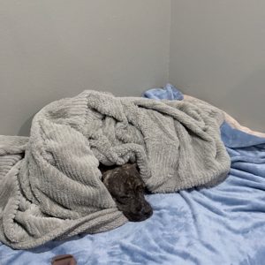 A dog sleeps wrapped in a gray blanket on a blue bedspread.