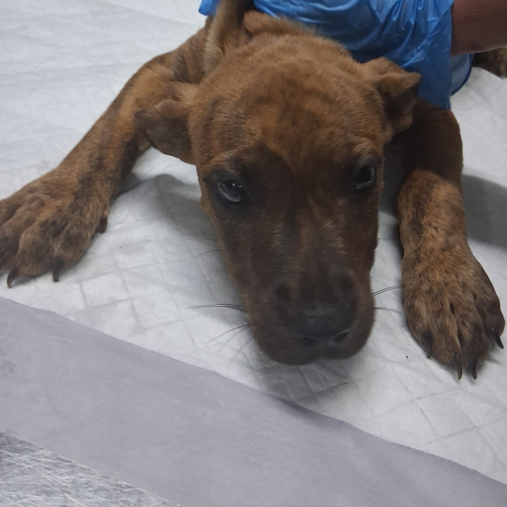 A brown puppy lies on a surface, looking at the camera with a person's hand nearby.