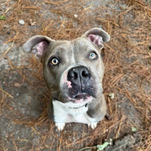 A gray and white dog with blue eyes sits on the ground, looking up curiously. Pine needles surround it.