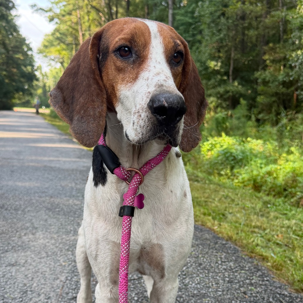 A brown and white dog with a pink leash stands on a gravel path surrounded by trees.