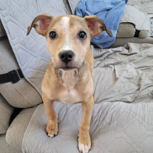 A small, light brown puppy stands on a gray blanket-covered couch, looking curiously at the camera.