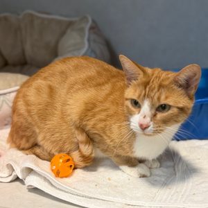 An orange and white cat sits on a towel next to an orange ball toy.