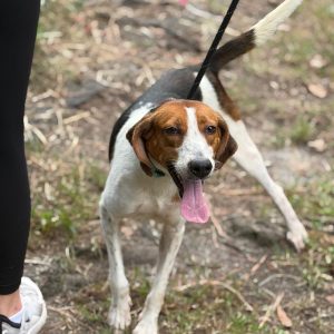 A dog with a brown and white coat stands on a leash next to a person in black leggings.