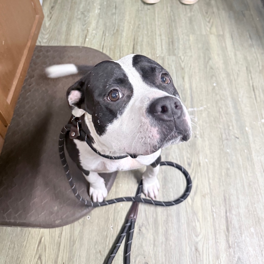 A black and white dog sits on a mat, looking up with a leash attached.