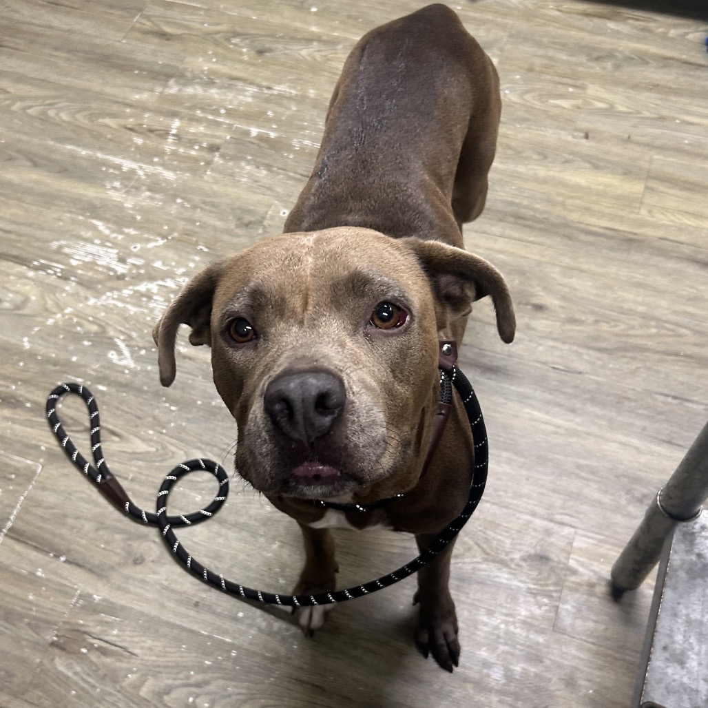 A brown dog with a leash looks directly at the camera in a room with wooden flooring.