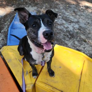 A happy dog sits on colorful plastic shapes in a sandy area, wearing a collar and leash.
