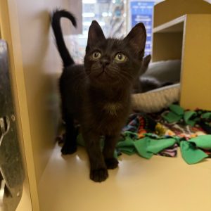 A black kitten stands on a shelf, looking up with wide eyes, surrounded by colorful fabric scraps.