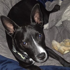A black dog with white markings lies on a blanket, looking at the camera with a bone nearby.