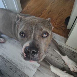 A gray dog with striking eyes lies on a wooden floor, looking directly at the camera.