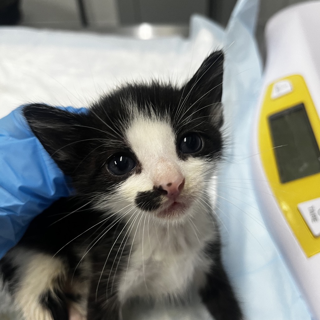 A black and white kitten is held by a gloved hand, looking curiously at the camera.