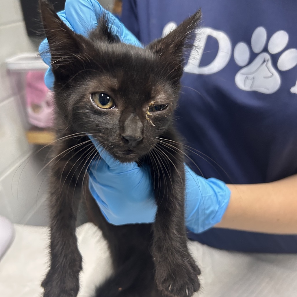 A person in blue gloves holds a black kitten with one eye partially closed.