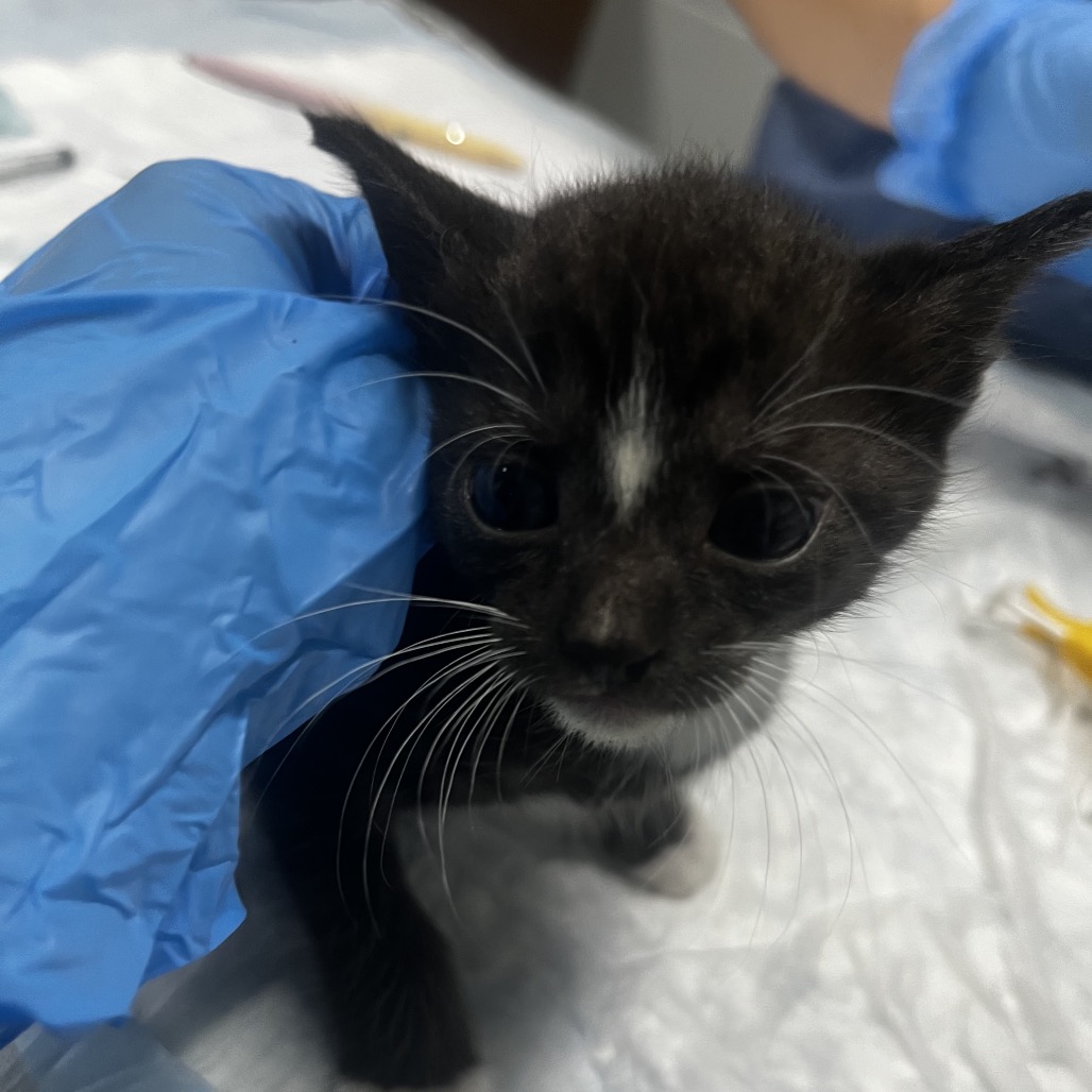 A small black and white kitten is being gently held by a person wearing a blue glove.