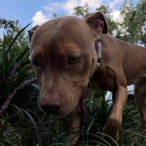 A brown dog explores grass and plants, looking curiously at its surroundings.