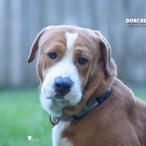 A brown and white dog looks directly at the camera, with a soft expression in a grassy area.