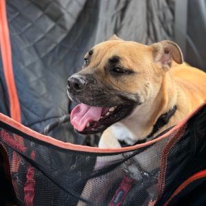 A happy dog sits in a car seat, panting with its mouth open, surrounded by a black mesh cover.