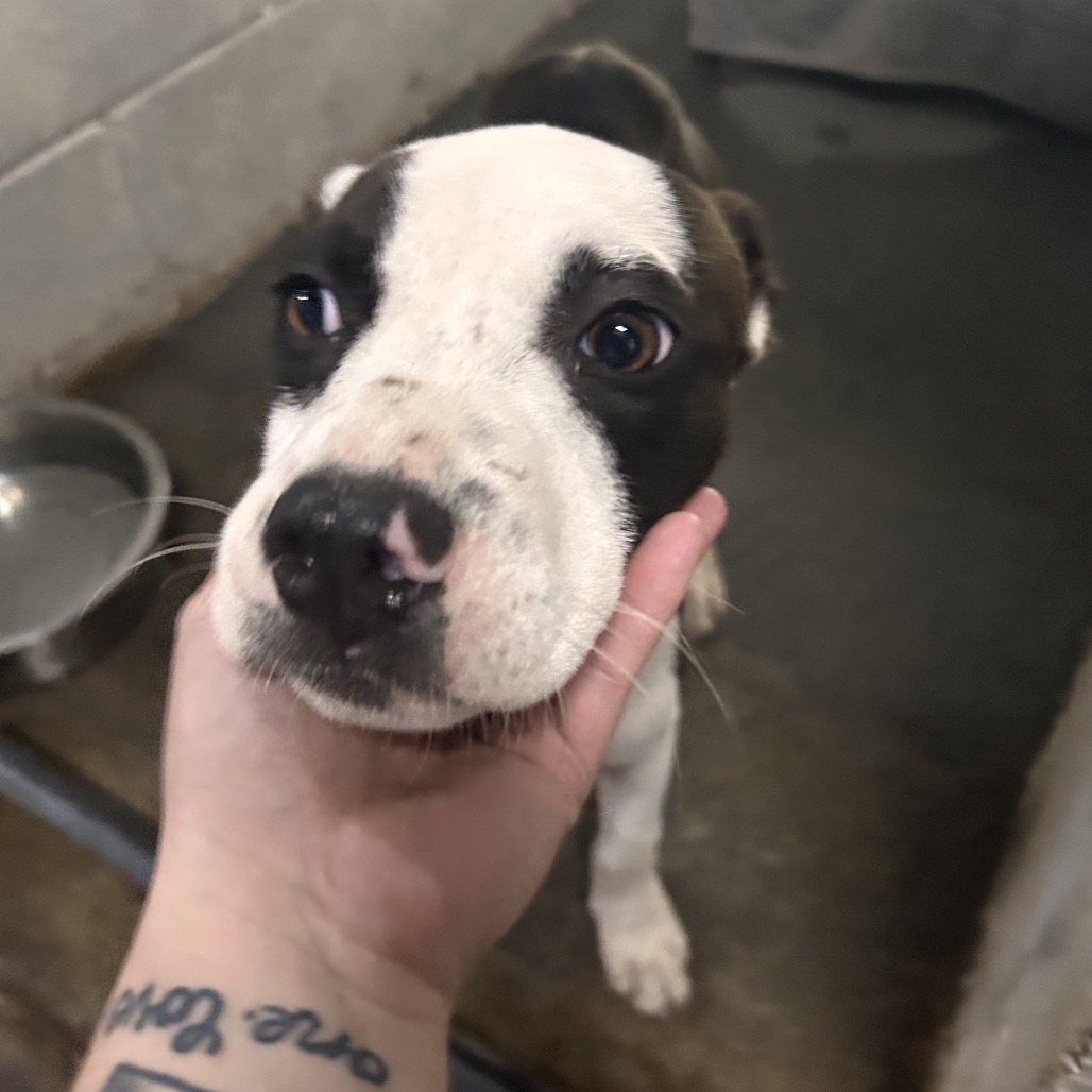 A person gently holds a dog's face, showcasing its expressive eyes and distinctive markings.