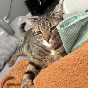 A relaxed tabby cat lounges on a couch, resting against colorful blankets.