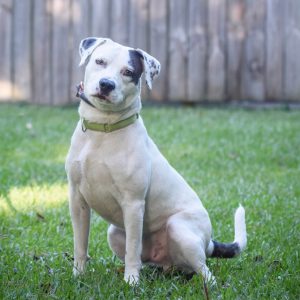 A white dog with black spots sits on green grass, looking curiously at the camera.
