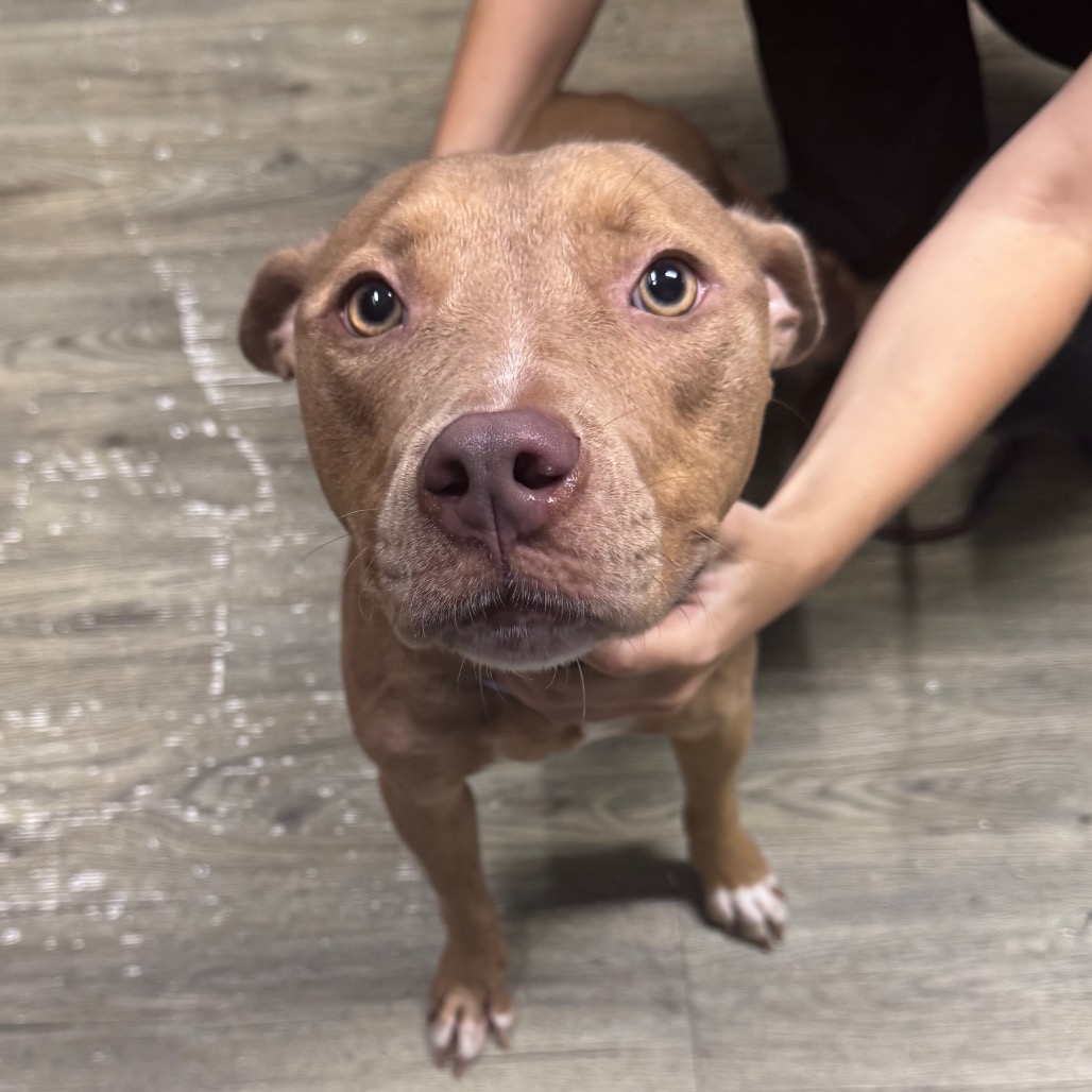 A brown dog with a short coat is being held by a person. The dog's expression is curious.