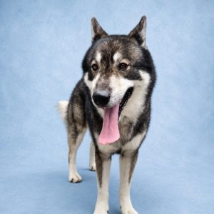 A large, fluffy dog with a gray and white coat stands on a light blue background, panting with its tongue out.