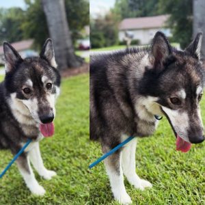 A fluffy dog with a black and gray coat stands on green grass, panting with a blue leash attached.