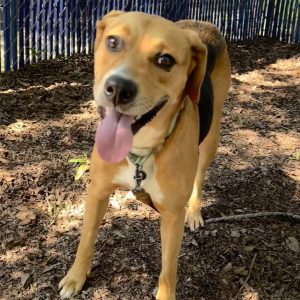 A happy dog with a wagging tongue stands on the ground, surrounded by leaves and a blue fence.