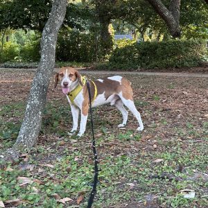 A brown and white dog stands beside a tree, wearing a yellow collar and leash, in a park setting.