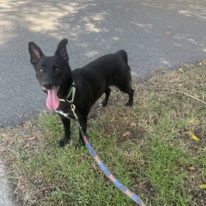 A black dog with a leash stands on grass, panting happily near a road.