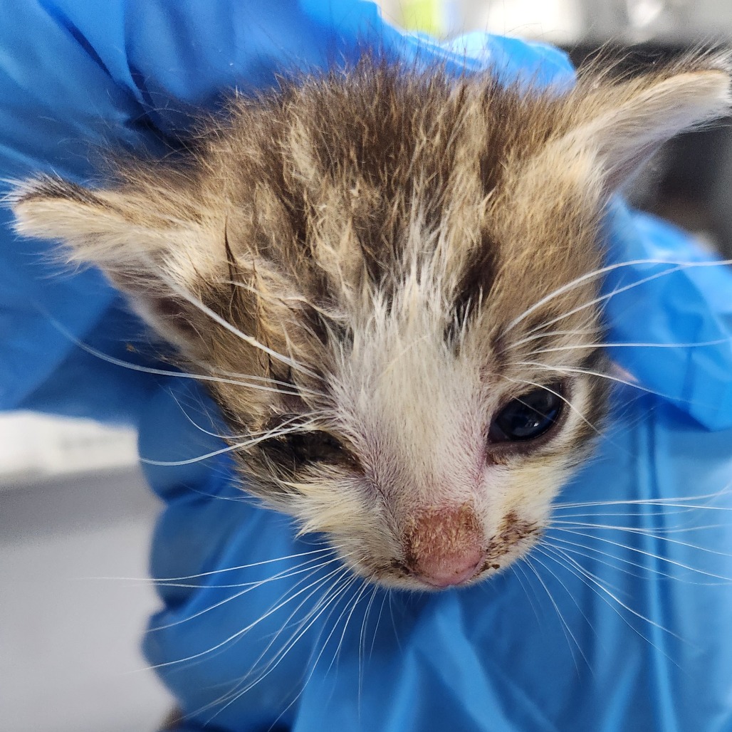 A person in blue gloves holds a small, scruffy kitten with one eye partially closed.