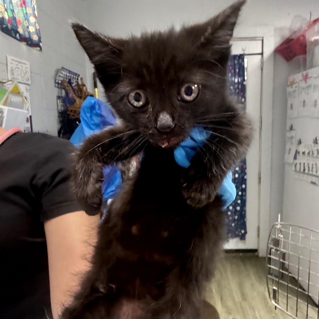 A person in gloves holds a black kitten, showcasing its curious expression in a veterinary setting.