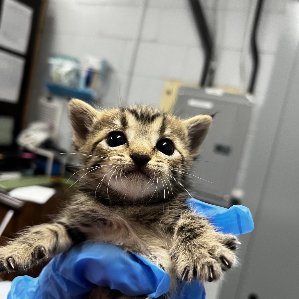 A person in blue gloves holds a small, striped kitten, showcasing its large eyes and tiny paws.