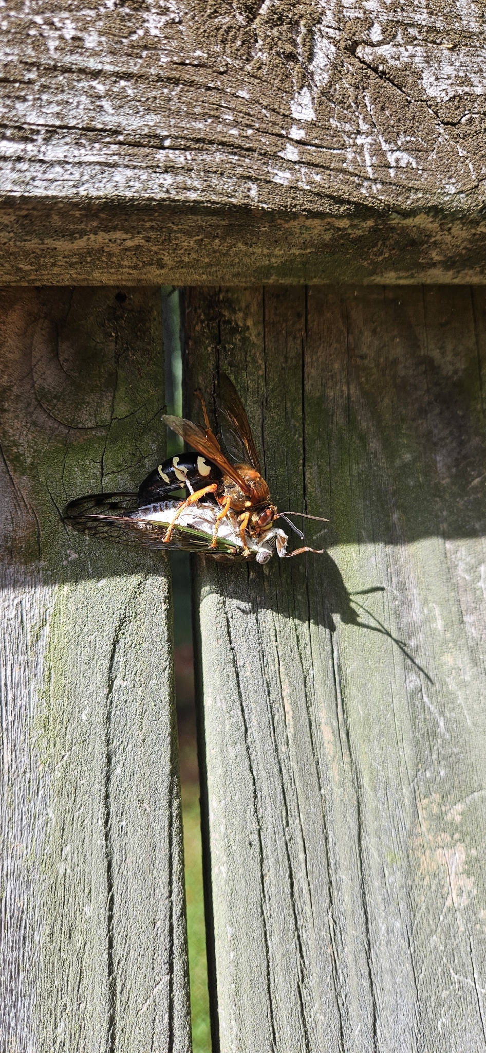 A large insect with orange wings and a black body rests on a wooden fence.