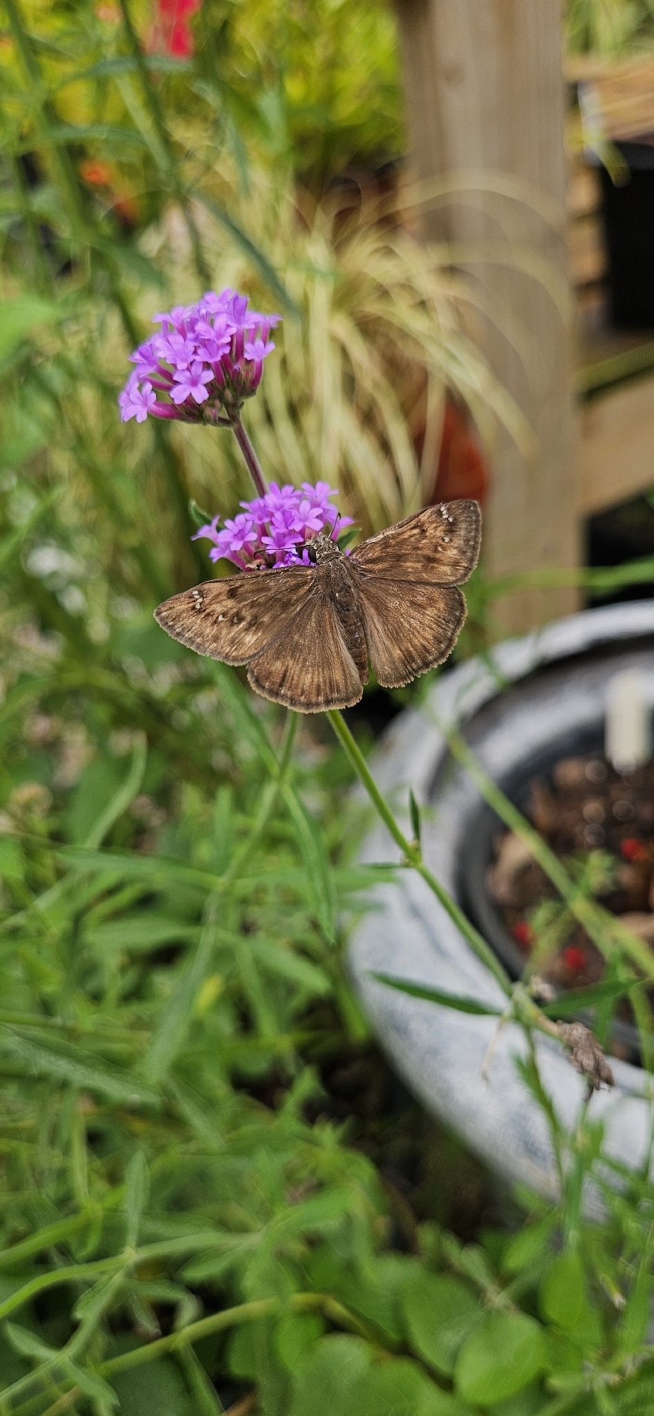A brown butterfly rests on a cluster of small purple flowers in a garden.