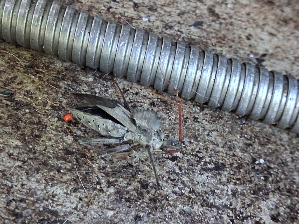 A gray insect lies on a sandy surface near a coiled metal object.