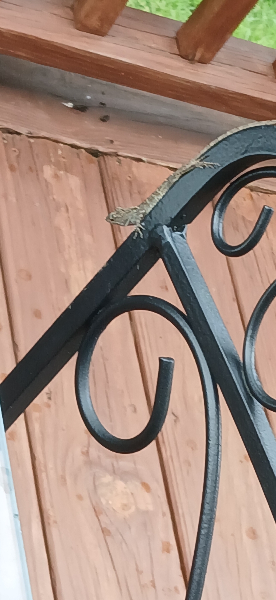 A lizard rests on a black metal railing against a wooden background.