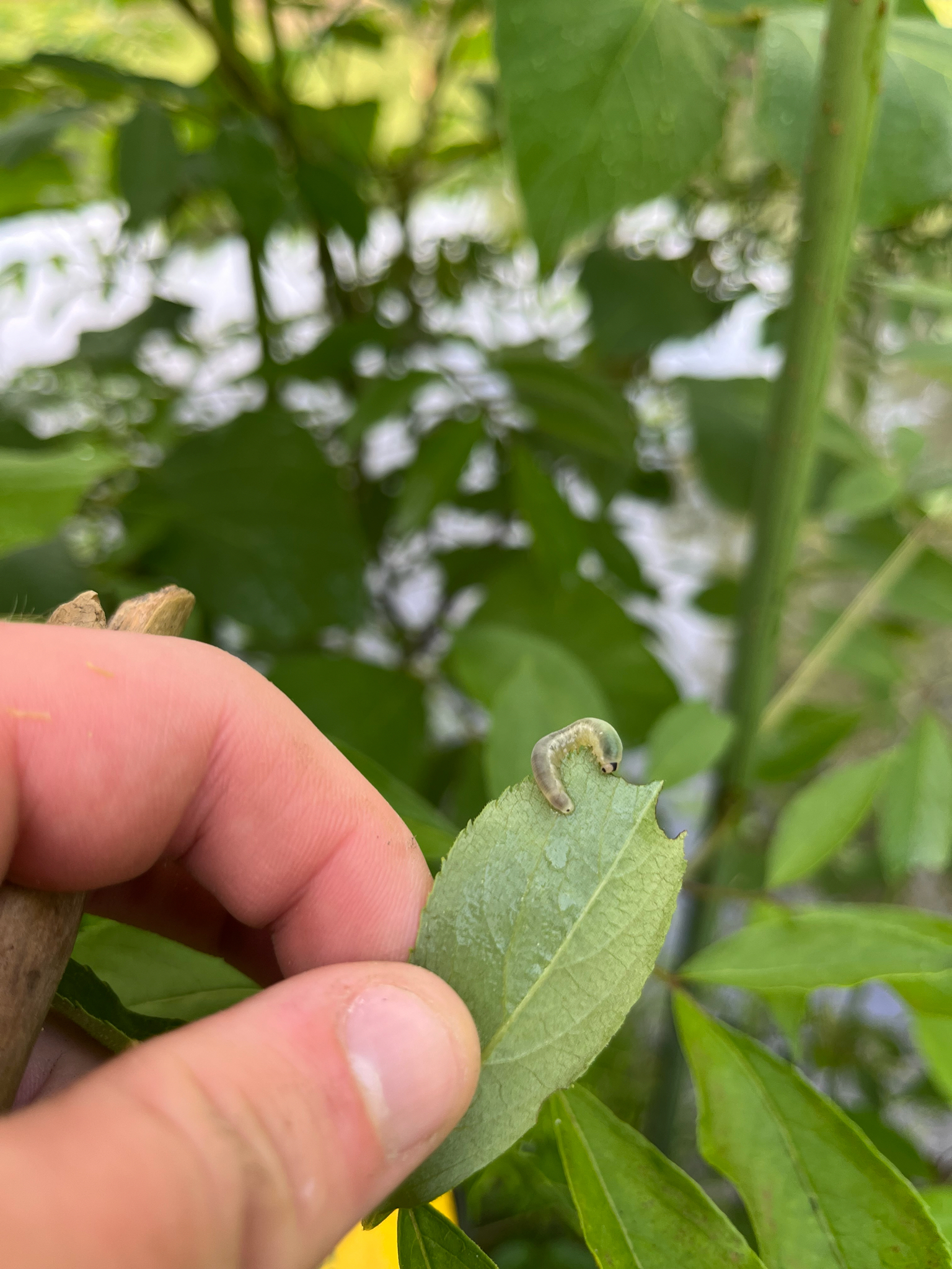 A hand holds a green leaf with a small caterpillar on it, surrounded by lush green foliage.