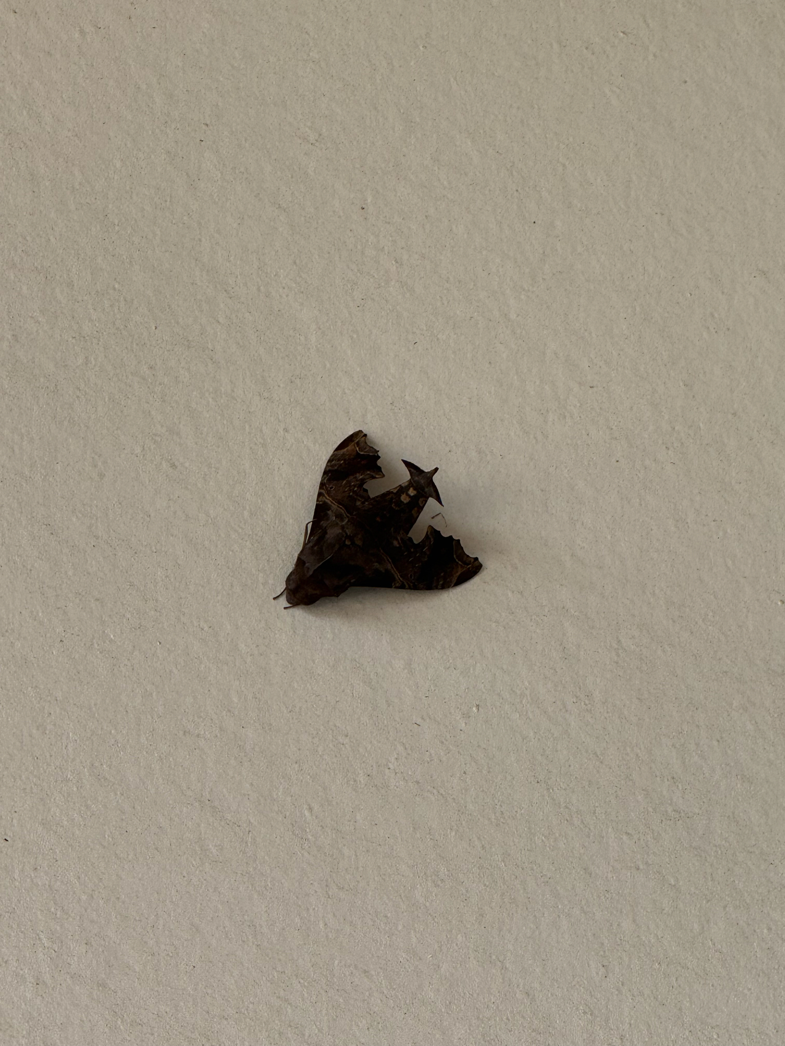 A brown, crumpled leaf rests on a textured white surface.
