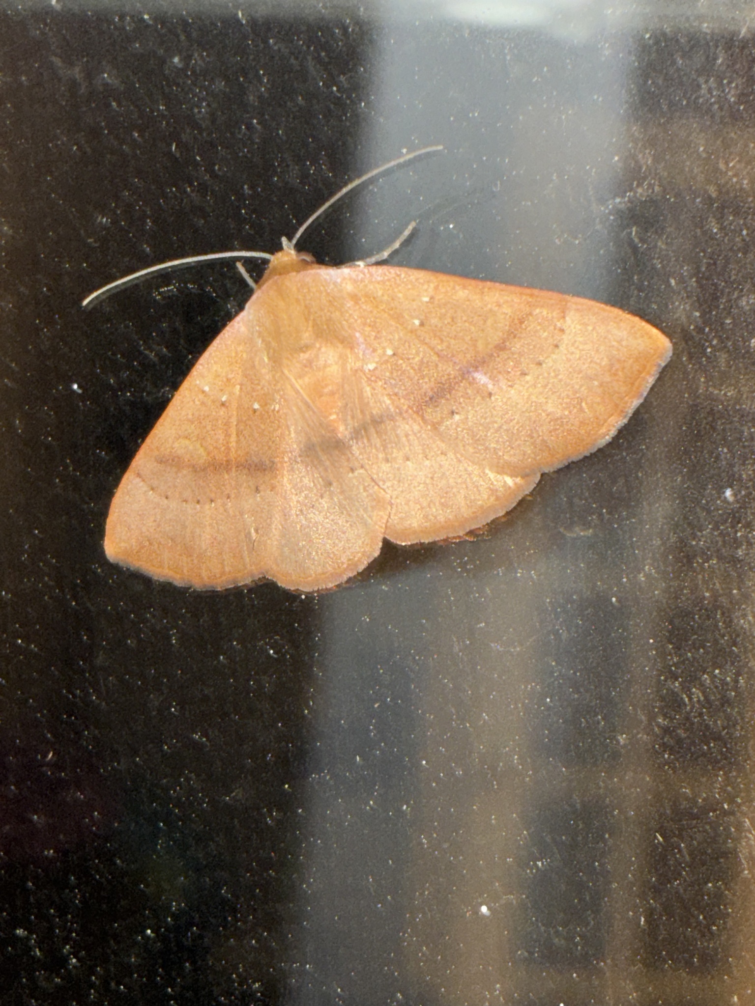 A brown moth rests on a glass surface, showcasing its wings and antennae.